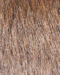 Teddy Bear Brown